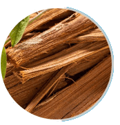 Cat’s claw botanical