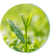 Green tea leaves