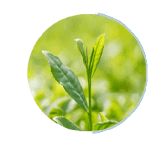 Prosta Peak-ingredient2
