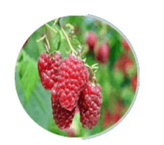 Prosta Peak-ingredient4
