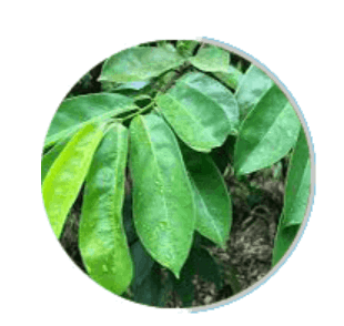 Prosta Peak-ingredient5