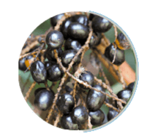 Prosta Peak-ingredient6