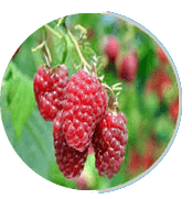 Raspberries