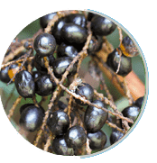 Saw palmetto berries