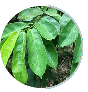 Soursop fruit